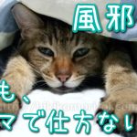 風邪をひいたけど ヒマで仕方ない みんなどうしてる 暇つぶし編 35才引きこもりol日記 趣味なし 彼氏なし 友達なし